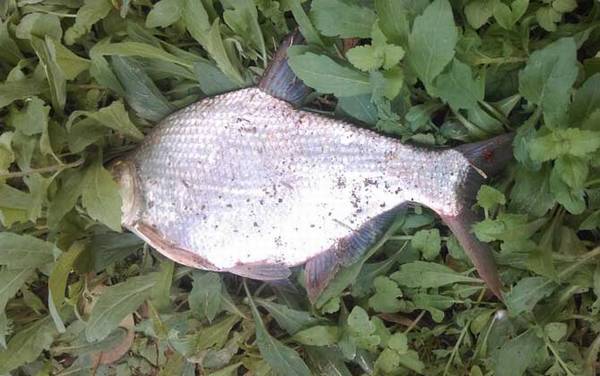 鳊鱼_钓鳊鱼的绝招_最佳饵料配方_钓底还是钓浮