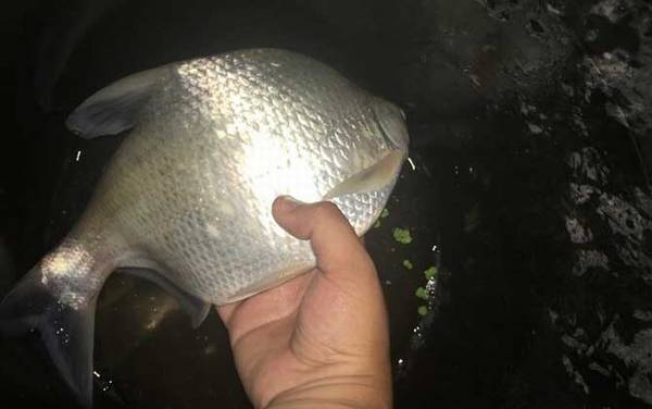 鳊鱼_钓鳊鱼的绝招_最佳饵料配方_钓底还是钓浮