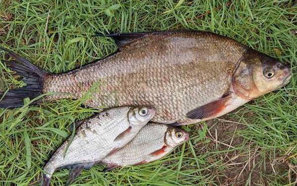 鳊鱼_钓鳊鱼的绝招_最佳饵料配方_钓底还是钓浮