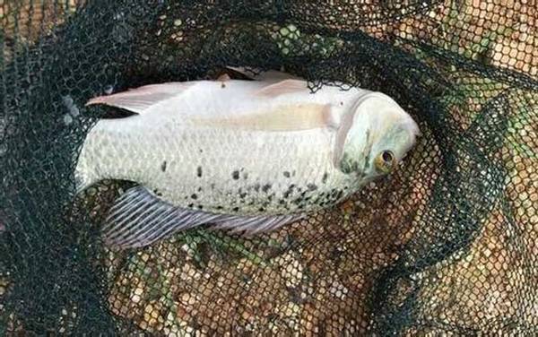 罗非鱼_钓法技巧_饵料配方_调漂方法