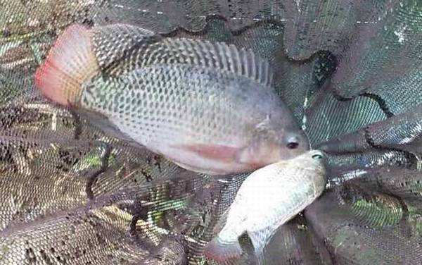 罗非鱼_钓法技巧_饵料配方_调漂方法