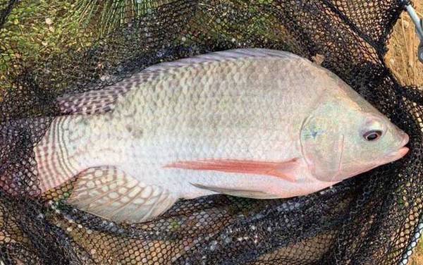 罗非鱼_钓法技巧_饵料配方_调漂方法