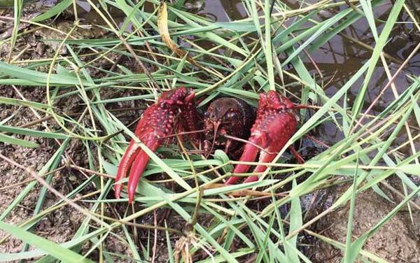 小龙虾_和龙虾的区别_吃什么食物_怎样钓小龙虾