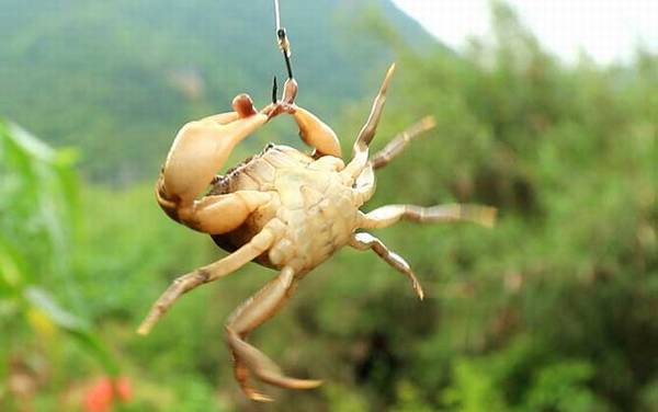 螃蟹_吃什么食物_抓螃蟹技巧_钓螃蟹最好方法