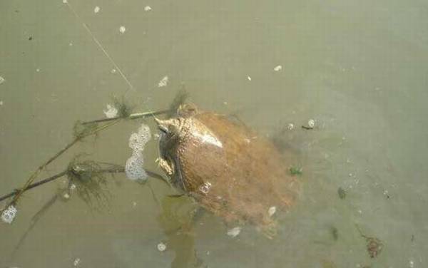 甲鱼_吃什么食物_钓甲鱼口诀_用什么钓最快