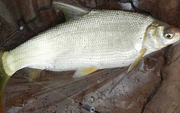 黄尾鱼_钓黄尾鱼技巧_用什么饵料_用什么钩型