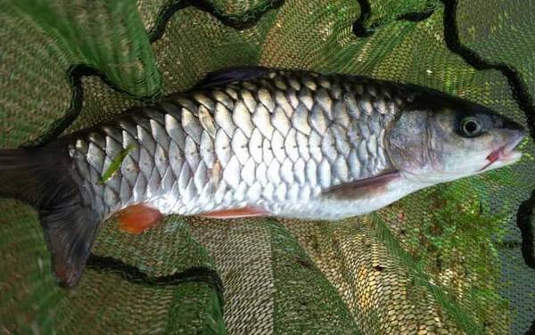 军鱼_最佳作钓时间_用什么饵料_钓底还是钓半水