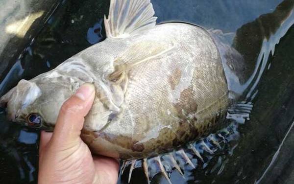 鳜鱼_桂鱼怎么钓_最佳时间_钓鳜鱼口诀