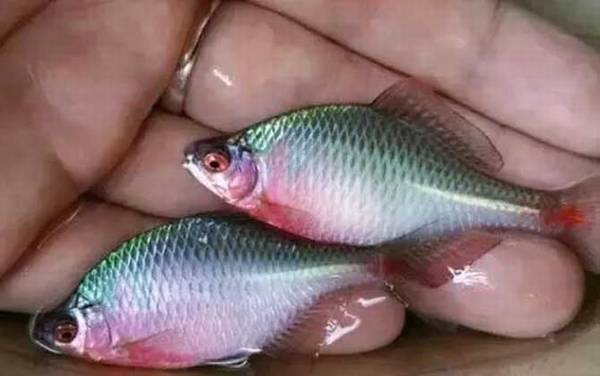 鳑鲏鱼_最快的钓法_用什么饵料_钓底还是钓浮