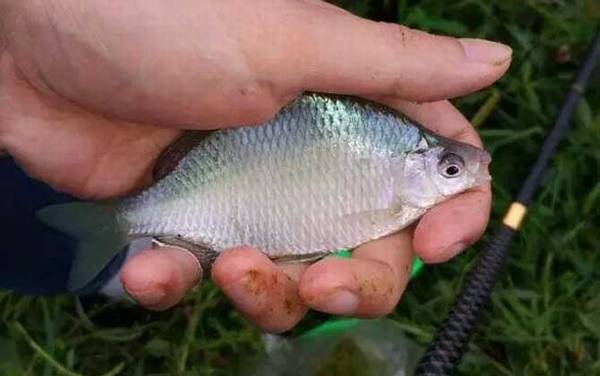 鳑鲏鱼_最快的钓法_用什么饵料_钓底还是钓浮