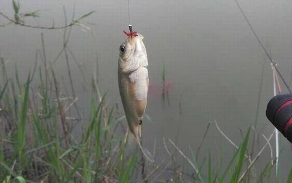 传统钓_用什么线组_和台钓的区别_怎么用立漂