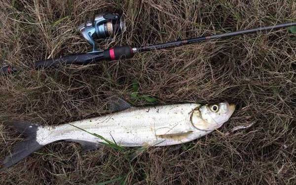 路亚钓_入门知识_用什么假饵_能钓什么鱼