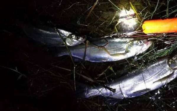 夜钓_技巧全攻略_装备大全_最佳上鱼时间