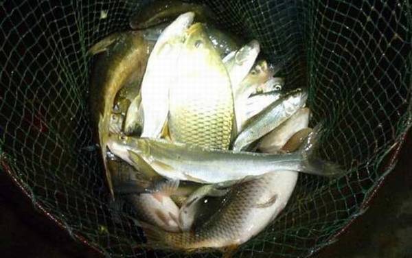 夜钓_技巧全攻略_装备大全_最佳上鱼时间