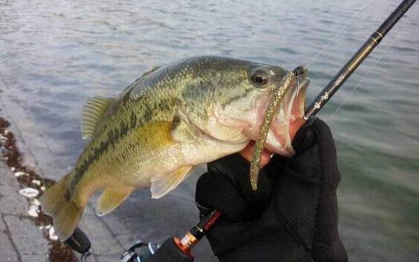 路亚钓_入门知识_用什么假饵_能钓什么鱼