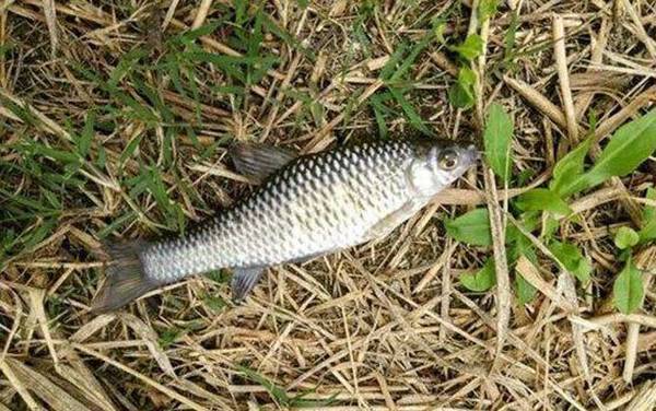 野钓_技巧全攻略_饵料配方_怎么调漂