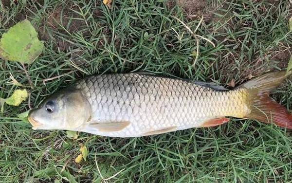 谷麦钓法_入门技巧_逗钓教学_如何找窝