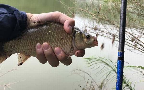 谷麦钓法_入门技巧_逗钓教学_如何找窝