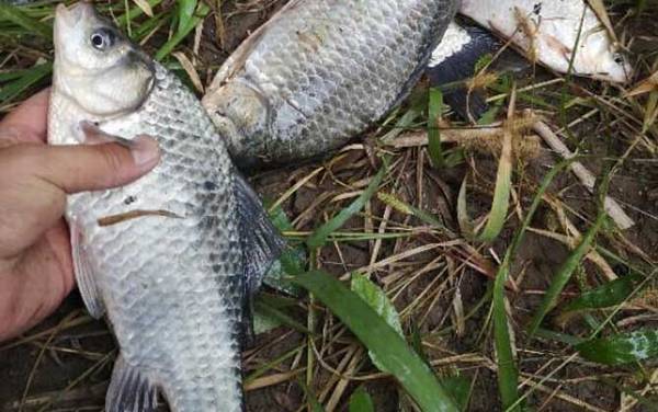 谷麦钓法_入门技巧_逗钓教学_如何找窝