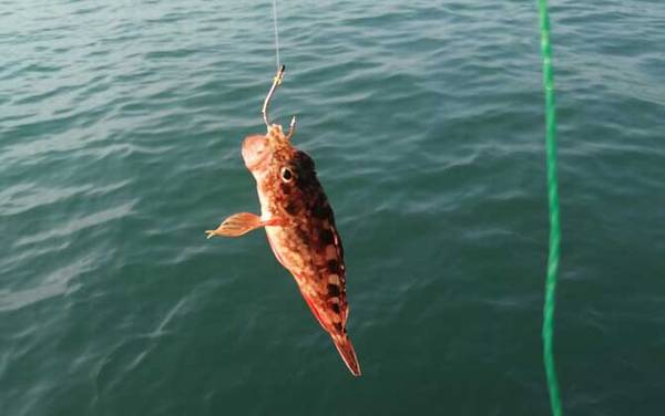 海钓_入门技巧_鱼饵大全_钓组搭配