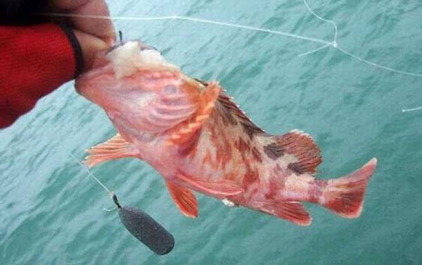 海钓_入门技巧_鱼饵大全_钓组搭配