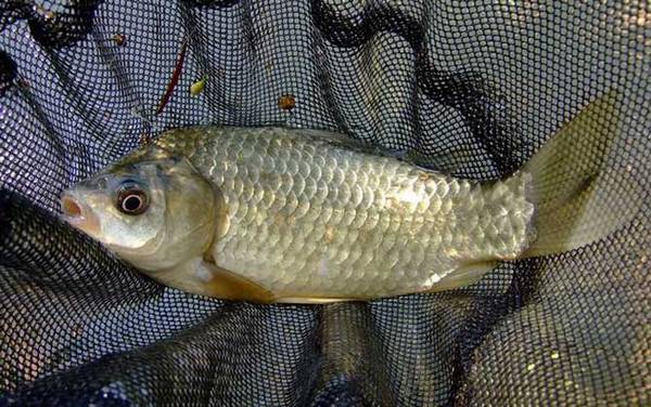 钓鱼_技巧大全_调漂方法_饵料配方