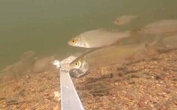 打窝_什么意思_钓鱼打窝技巧_窝料配方大全