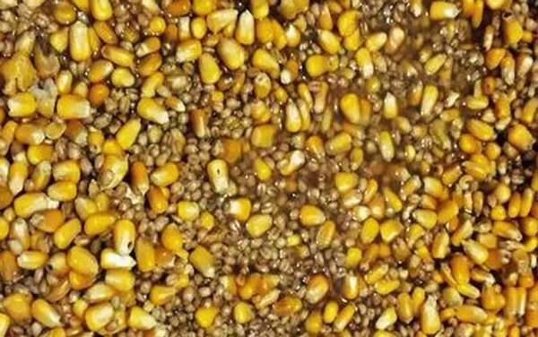 打窝_什么意思_钓鱼打窝技巧_窝料配方大全