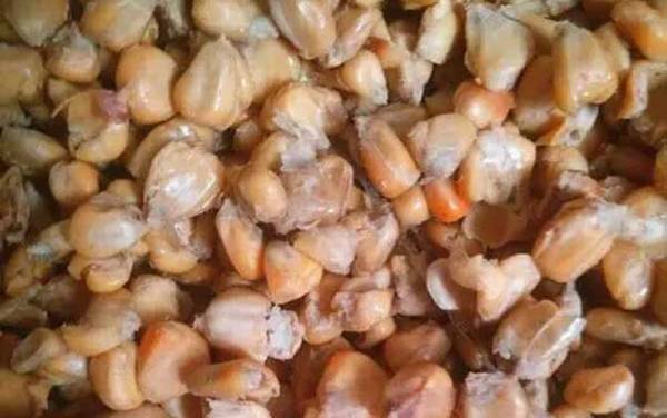 玉米_钓鱼技巧_泡制配方_能钓什么鱼