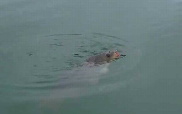 夏季钓鱼_技巧及方法大全_什么时间最好_用什么味型饵料