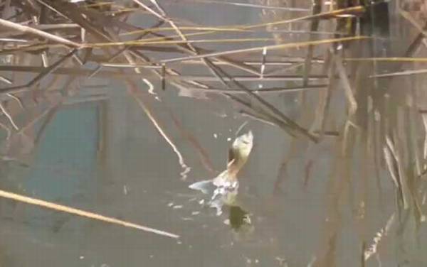 秋季钓鱼_技巧和方法_什么时间最好_用什么味型饵料