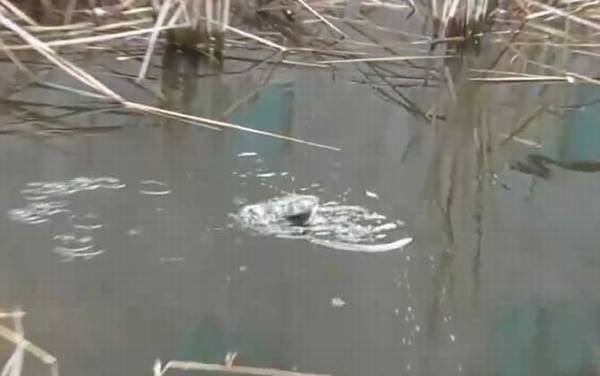 秋季钓鱼_技巧和方法_什么时间最好_用什么味型饵料