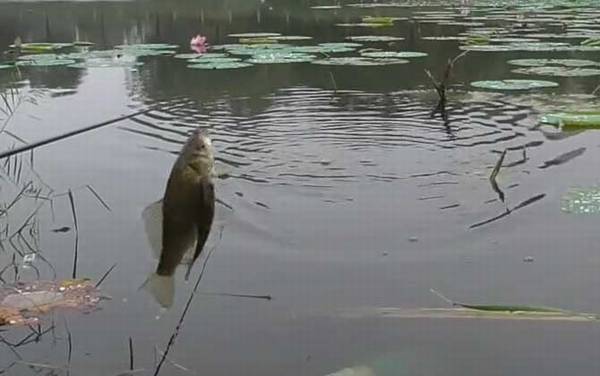 秋季钓鱼_技巧和方法_什么时间最好_用什么味型饵料