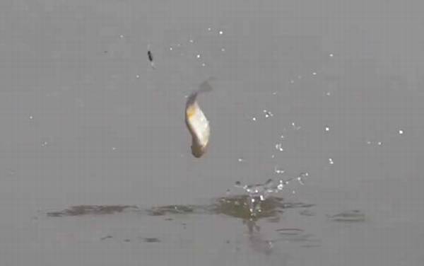 秋季钓鱼_技巧和方法_什么时间最好_用什么味型饵料