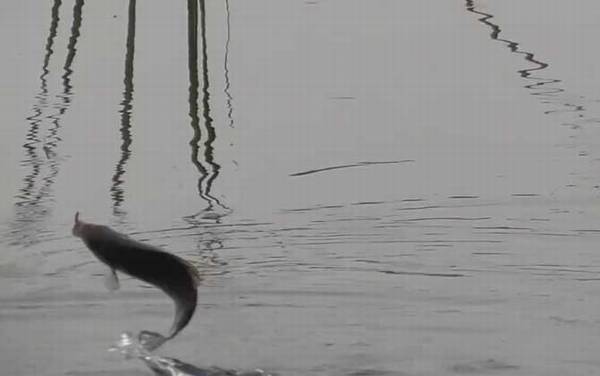 冬季钓鱼_技巧和方法_钓几米深最好_用什么味型饵料