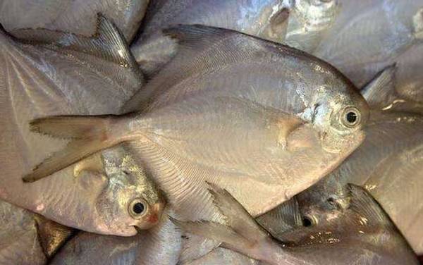 鲳鱼_生活习性_种类大全_钓法技巧