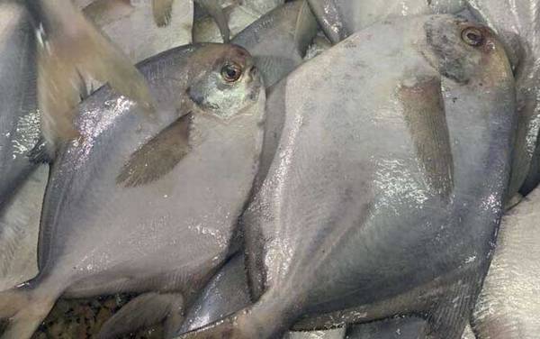 鲳鱼_生活习性_种类大全_钓法技巧