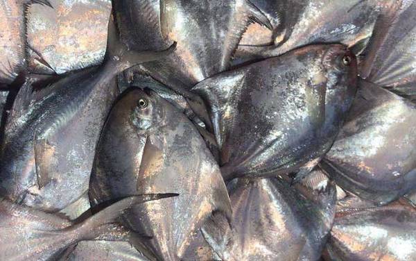 鲳鱼_生活习性_种类大全_钓法技巧