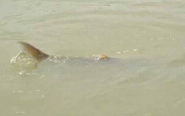 鳡鱼_怎么钓_用什么饵_路亚技巧