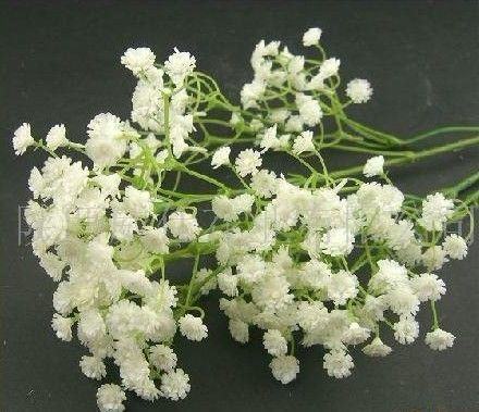 南方-草本花类-花卉-图片 南方-草本花类-花卉-图片