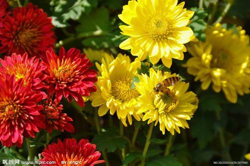 南方-草本花类-花卉-图片 南方-草本花类-花卉-图片