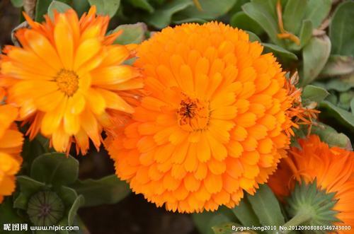 南方-草本花类-花卉-图片 南方-草本花类-花卉-图片