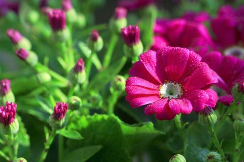 南方-草本花类-花卉-图片 南方-草本花类-花卉-图片