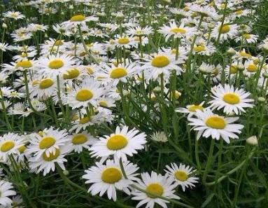 南方-草本花类-花卉-图片 南方-草本花类-花卉-图片