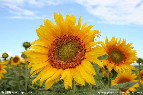 南方-草本花类-花卉-图片 南方-草本花类-花卉-图片