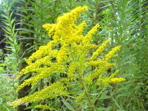 南方-草本花类-花卉-图片 南方-草本花类-花卉-图片