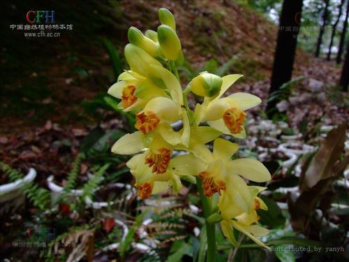 南方-草本花类-花卉-图片 南方-草本花类-花卉-图片