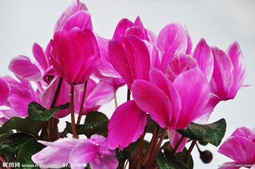 南方-草本花类-花卉-图片 南方-草本花类-花卉-图片