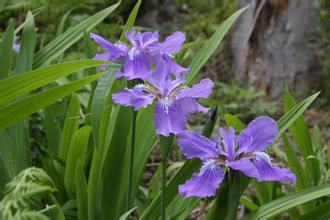 南方-草本花类-花卉-图片 南方-草本花类-花卉-图片