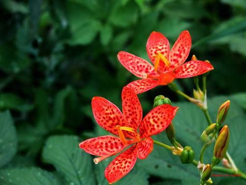 南方-草本花类-花卉-图片 南方-草本花类-花卉-图片